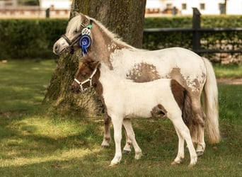 Kuce szetlandzkie, Ogier, Źrebak (05/2024), 103 cm, Tobiano wszelkich maści