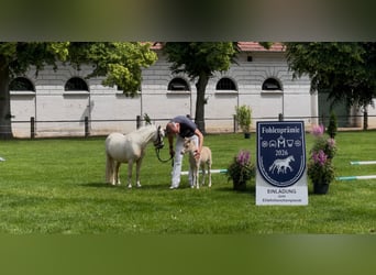 Kuce szetlandzkie, Ogier, Źrebak (05/2026), 104 cm, Szampańska