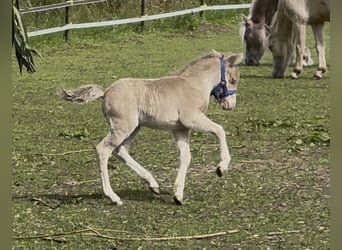 Kuce szetlandzkie, Ogier, Źrebak (05/2026), 104 cm, Szampańska