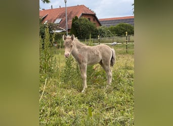 Kuce szetlandzkie, Ogier, Źrebak (05/2026), 104 cm, Szampańska