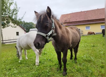 Kuce szetlandzkie, Ogier, Źrebak (04/2024), 60 cm, Bułana