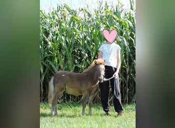 Kuce szetlandzkie, Ogier, Źrebak (04/2025), Kasztanowata