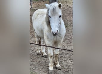 Kuce szetlandzkie, Wałach, 10 lat, 125 cm, Srokata