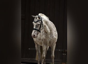 Kuce szetlandzkie, Wałach, 12 lat, 118 cm, Tarantowata