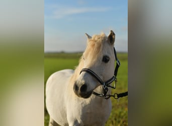 Kuce szetlandzkie, Wałach, 13 lat, 105 cm, Siwa