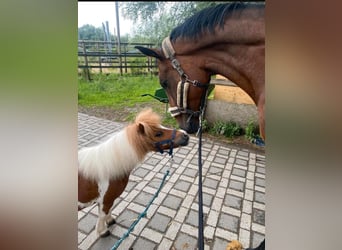 Kuce szetlandzkie, Wałach, 14 lat, 85 cm, Srokata