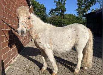Kuce szetlandzkie, Wałach, 16 lat, 95 cm, Tarantowata