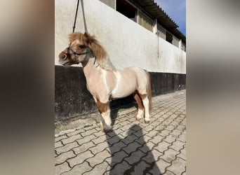 Kuce szetlandzkie, Wałach, 17 lat, 90 cm, Srokata