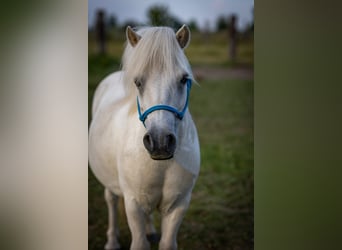 Kuce szetlandzkie, Wałach, 17 lat, Siwa