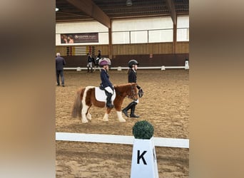 Kuce szetlandzkie, Wałach, 18 lat, 93 cm, Srokata