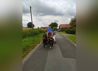 Kuce szetlandzkie, Wałach, 21 lat, 87 cm, Srokata