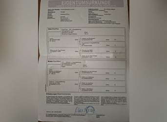 Kuce szetlandzkie, Wałach, 3 lat, 100 cm, Kara