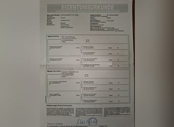 Kuce szetlandzkie, Wałach, 3 lat, 100 cm, Kara