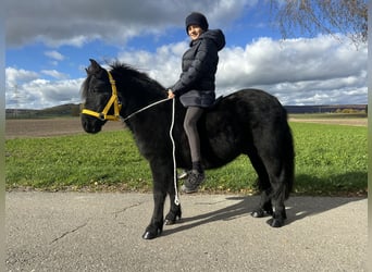 Kuce szetlandzkie, Wałach, 3 lat, 112 cm, Kara