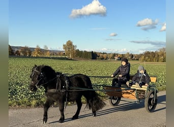 Kuce szetlandzkie, Wałach, 3 lat, 112 cm, Kara