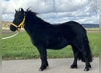 Kuce szetlandzkie, Wałach, 3 lat, 112 cm, Kara