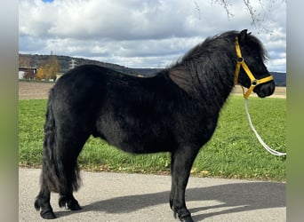 Kuce szetlandzkie, Wałach, 3 lat, 112 cm, Kara