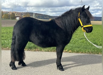 Kuce szetlandzkie, Wałach, 3 lat, 112 cm, Kara