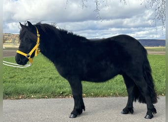 Kuce szetlandzkie, Wałach, 3 lat, 112 cm, Kara
