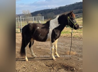 Kuce szetlandzkie, Wałach, 3 lat, 112 cm, Tobiano wszelkich maści