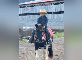 Kuce szetlandzkie, Wałach, 3 lat, 112 cm, Tobiano wszelkich maści
