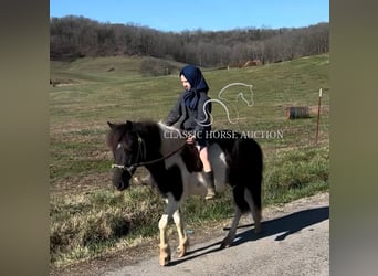 Kuce szetlandzkie, Wałach, 3 lat, 112 cm, Tobiano wszelkich maści