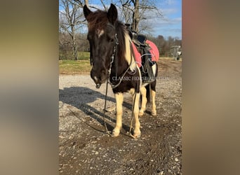Kuce szetlandzkie, Wałach, 3 lat, 112 cm, Tobiano wszelkich maści