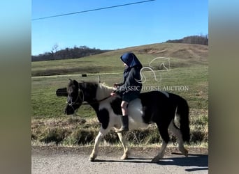 Kuce szetlandzkie, Wałach, 3 lat, 112 cm, Tobiano wszelkich maści