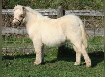Kuce szetlandzkie, Wałach, 3 lat, 60 cm, Izabelowata
