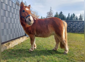 Kuce szetlandzkie, Wałach, 4 lat, 100 cm, Ciemnokasztanowata