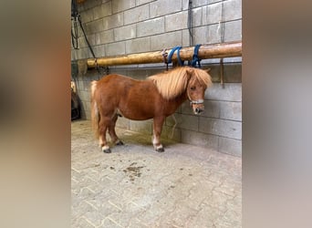 Kuce szetlandzkie, Wałach, 4 lat, 85 cm