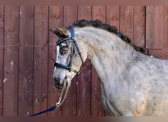Kuce szetlandzkie, Wałach, 5 lat, 118 cm, Tarantowata
