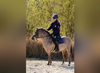 Kuce szetlandzkie, Wałach, 5 lat, 118 cm, Tarantowata