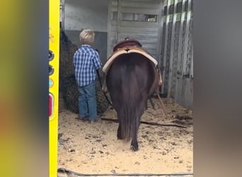 Kuce szetlandzkie Mix, Wałach, 5 lat, 91 cm, Kara