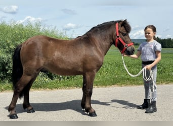 Kuce szetlandzkie, Wałach, 5 lat, Gniada