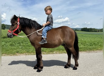 Kuce szetlandzkie, Wałach, 5 lat, Gniada