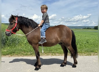 Kuce szetlandzkie, Wałach, 5 lat, Gniada