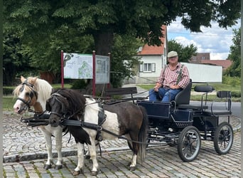 Kuce szetlandzkie, Wałach, 6 lat, 110 cm, Srokata