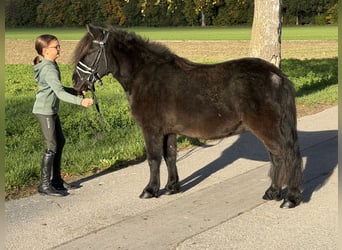 Kuce szetlandzkie Mix, Wałach, 6 lat, 119 cm, Kara