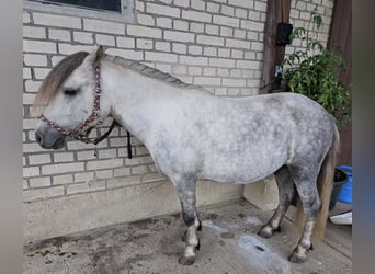 Kuce szetlandzkie, Wałach, 7 lat, 107 cm