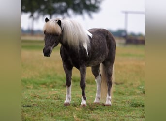 Kuce szetlandzkie, Wałach, 8 lat, 107 cm, Tobiano wszelkich maści