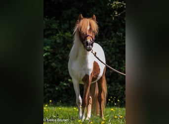 Kuce szetlandzkie Mix, Wałach, 8 lat, 110 cm, Srokata