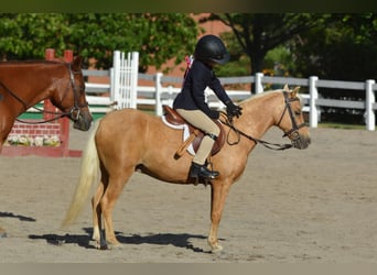Kuce szetlandzkie, Wałach, 12 lat, 114 cm, Izabelowata