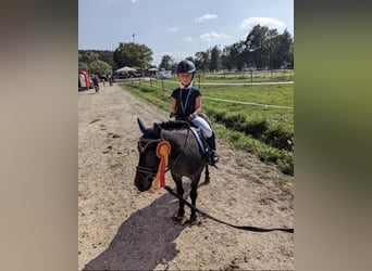 Kuce szetlandzkie, Wałach, 13 lat, 106 cm, Skarogniada