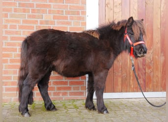 Kuce szetlandzkie, Wałach, 3 lat, 100 cm