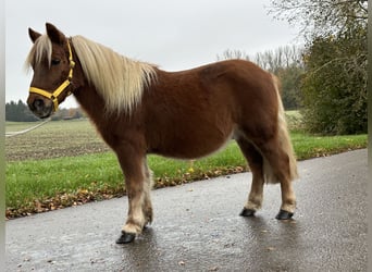 Kuce szetlandzkie, Wałach, 3 lat, 110 cm, Kasztanowata