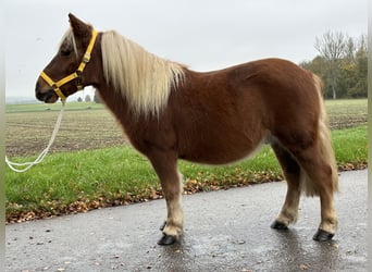 Kuce szetlandzkie, Wałach, 3 lat, 110 cm, Kasztanowata