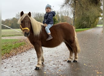 Kuce szetlandzkie, Wałach, 3 lat, 110 cm, Kasztanowata