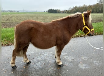 Kuce szetlandzkie, Wałach, 3 lat, 110 cm, Kasztanowata