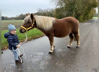 Kuce szetlandzkie, Wałach, 3 lat, 110 cm, Kasztanowata